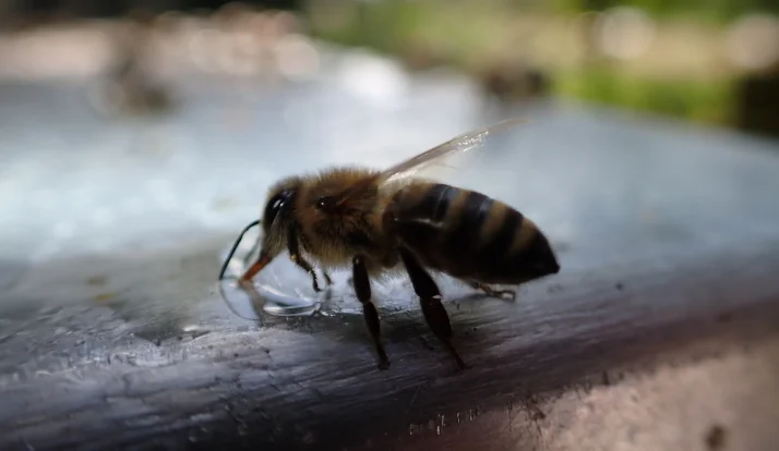 Eine Honigbiene trinkt frischen Honigsaft von einer glatten Oberfläche. Die detaillierte Makroaufnahme zeigt das natürliche Verhalten des Bestäubers und bietet einen faszinierenden Blick auf die Welt der Insekten.