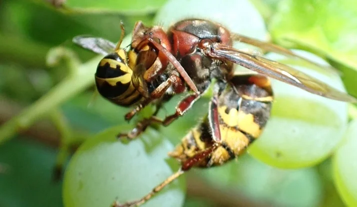 Hornisse fängt Wespe