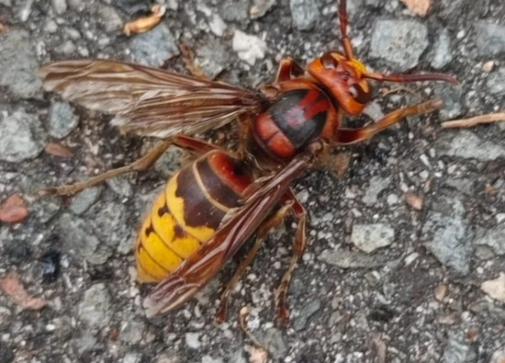 Die Europäische Hornisse (Vespa crabro) ist eine geschützte, nützliche Hornissenart in Deutschland und wichtig für das Ökosystem.