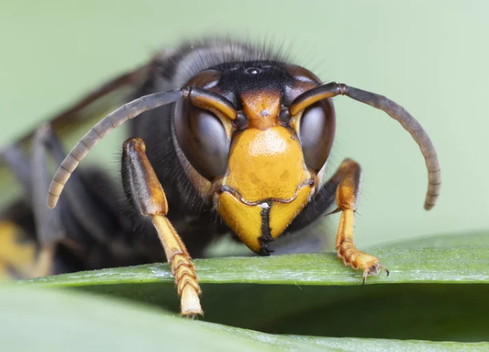 Die Asiatische Hornisse (Vespa velutina) ist eine invasive, bienenräuberische Hornissenart, die sich in Europa ausbreitet und als Gefahr für Honigbienen und Imkerei gilt.