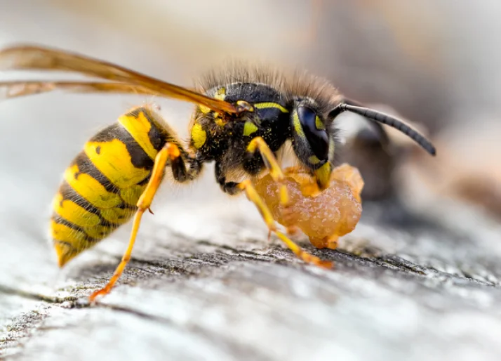 Die Deutsche Wespe (Vespula germanica) ist eine weit verbreitete Wespenart in Deutschland und spielt eine wichtige Rolle im Ökosystem, obwohl sie oft als lästig wahrgenommen wird.