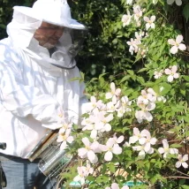 Der Bienenfritze