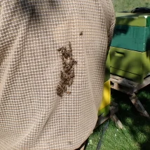 Am Bienenstock