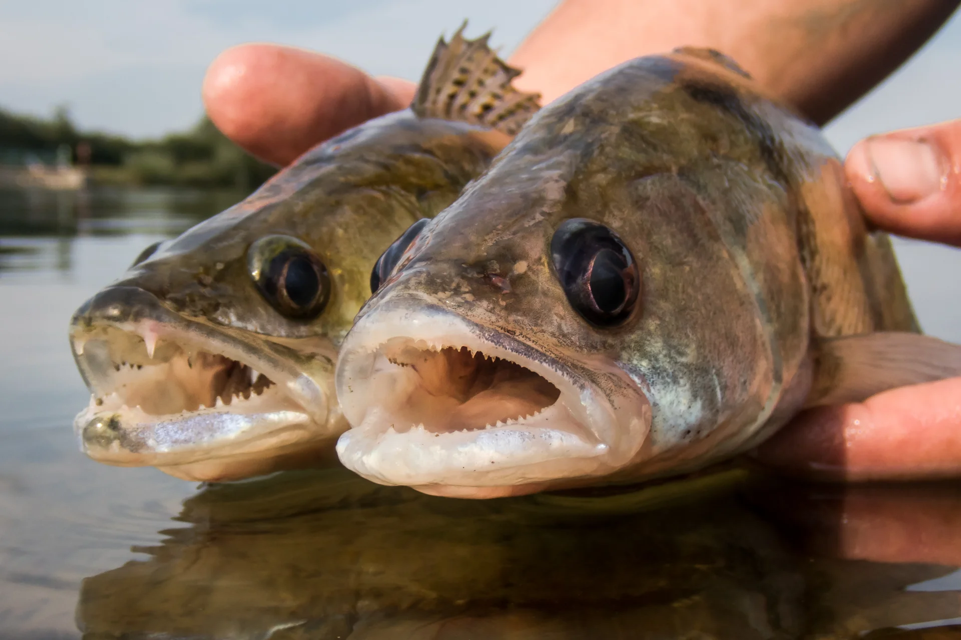 A Volga Zander (right) and a native Zander (left) in comparison (Photo, with permission: ©Matthias Emmrich)