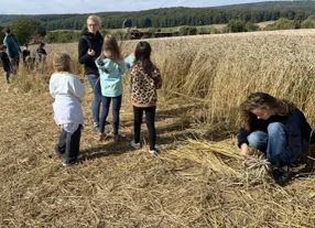 Getreideprojekt04