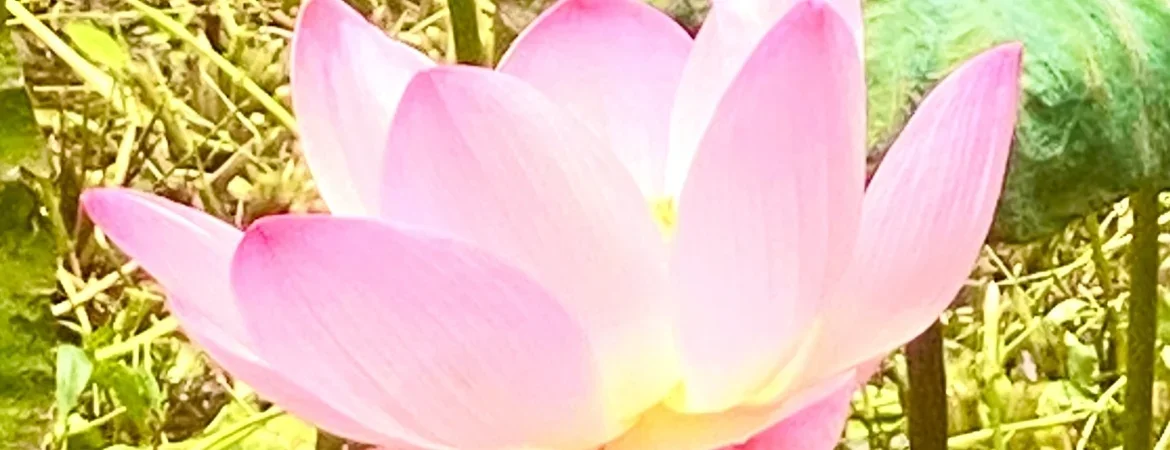 Lotus