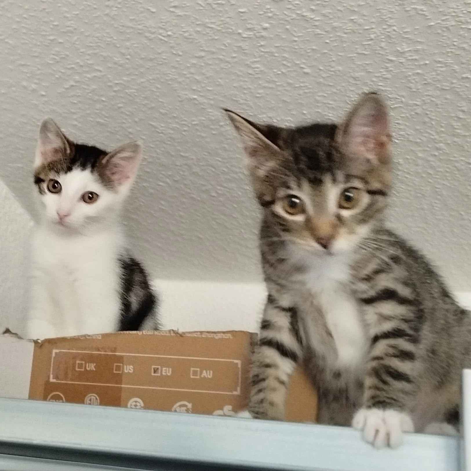 2 Kitten