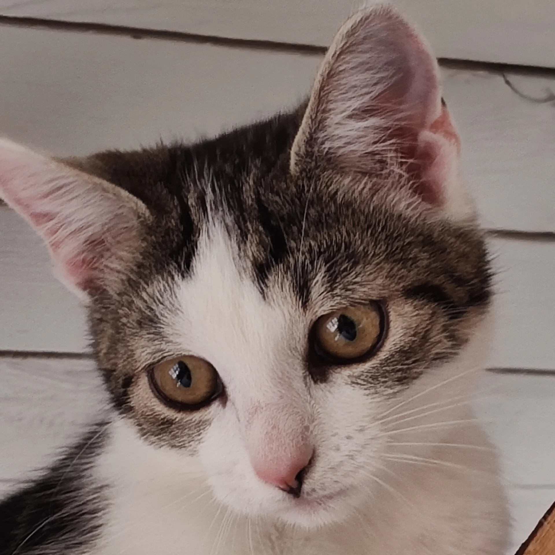 Katze