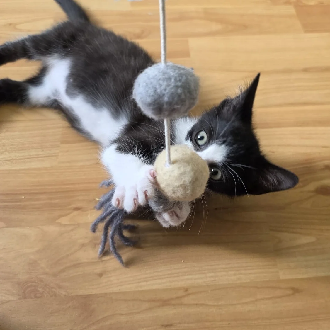 Kitten