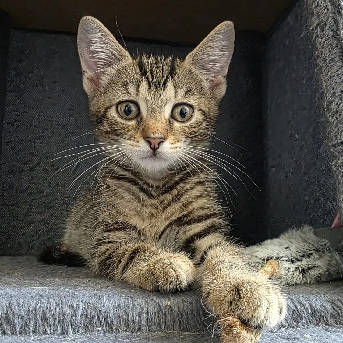 Kitten