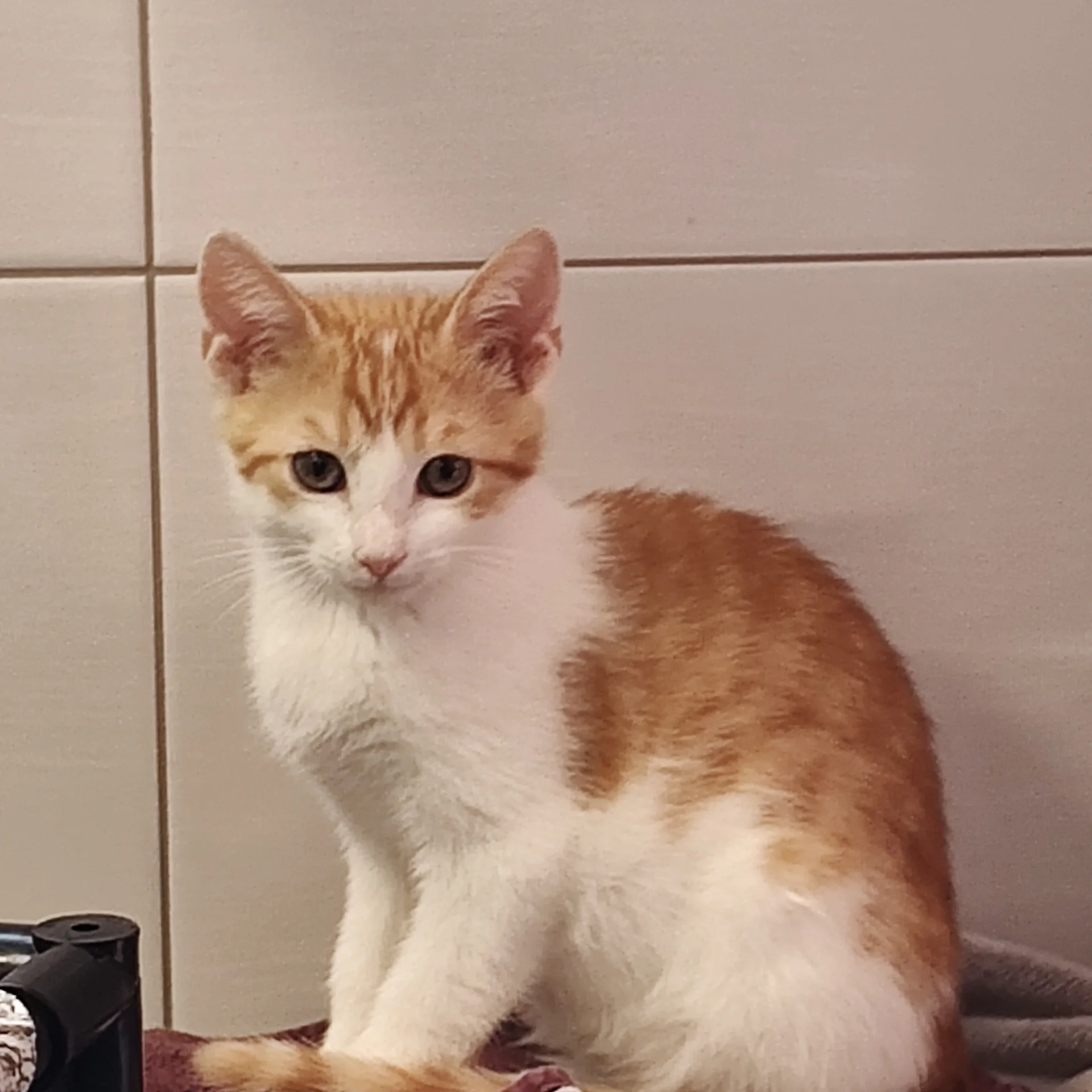 Kitten
