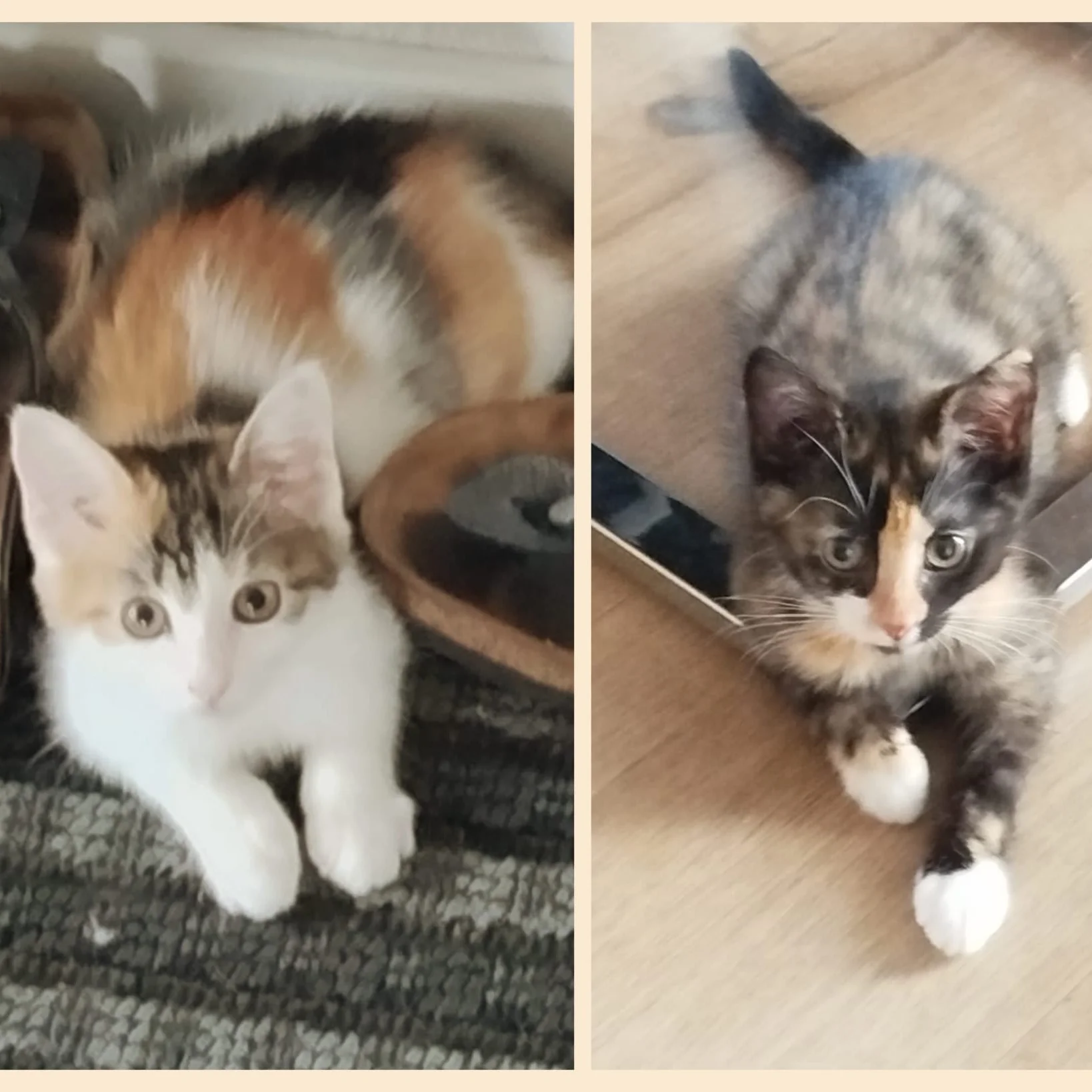 2 Kitten