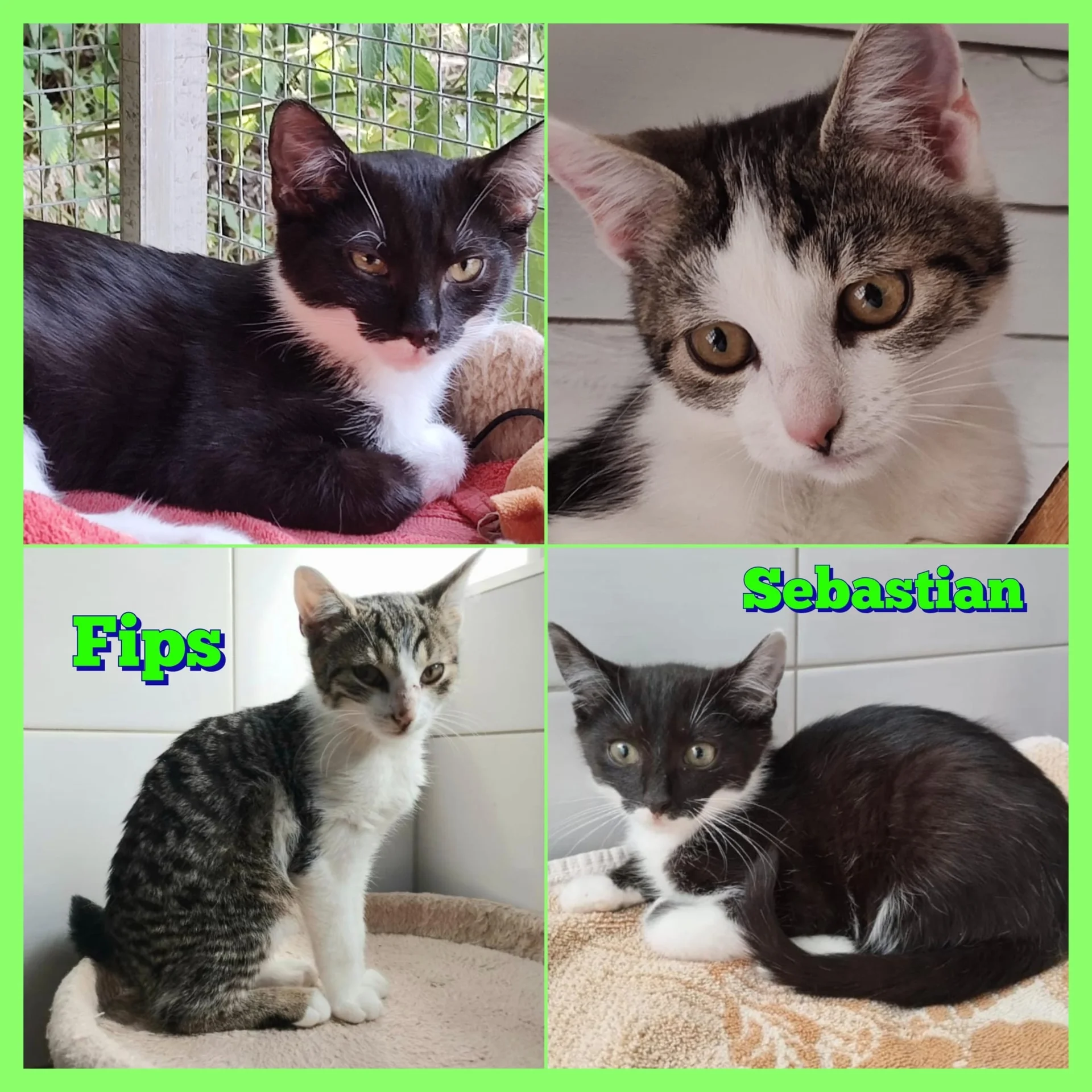 collage katzen