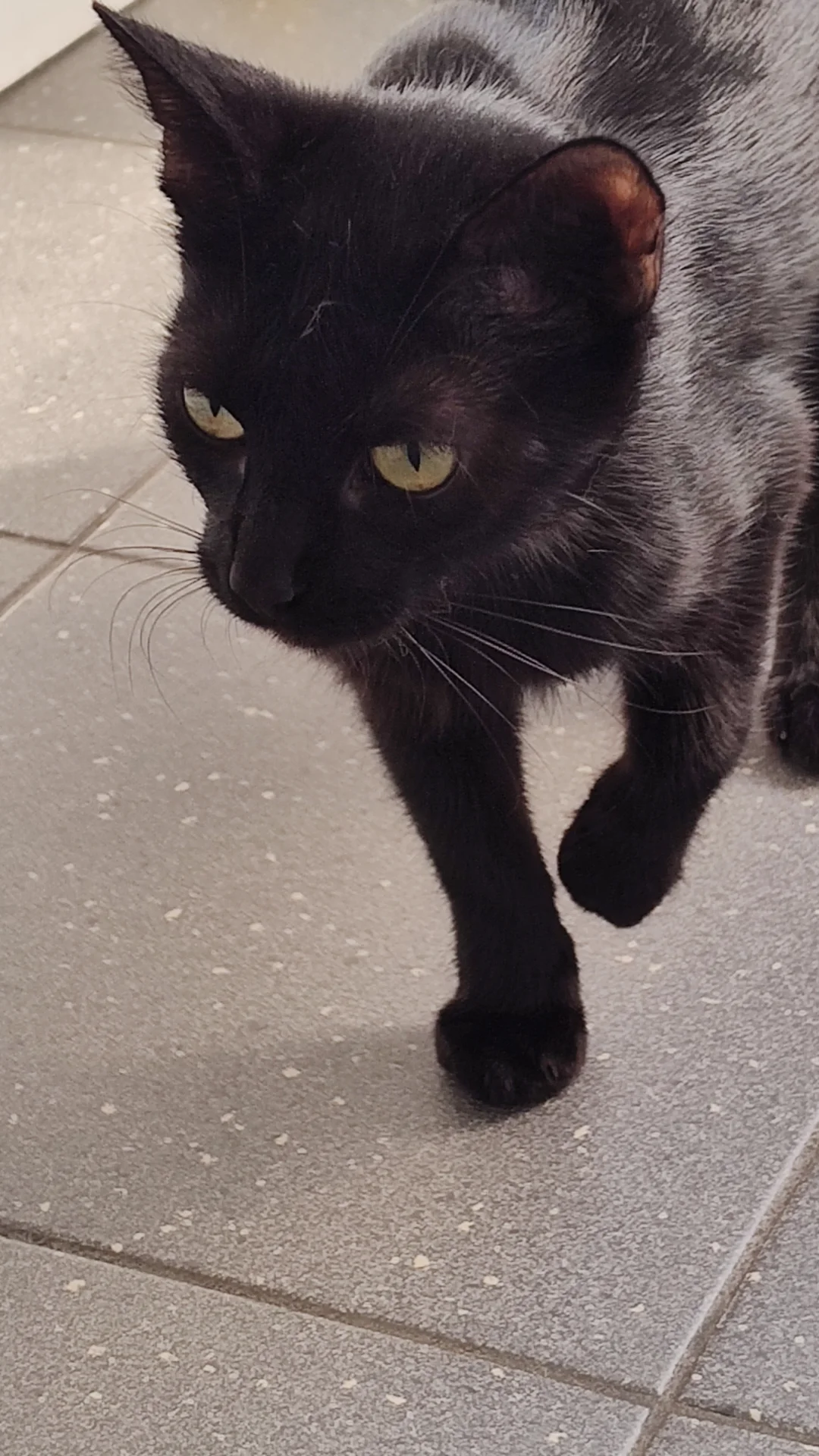 Katze