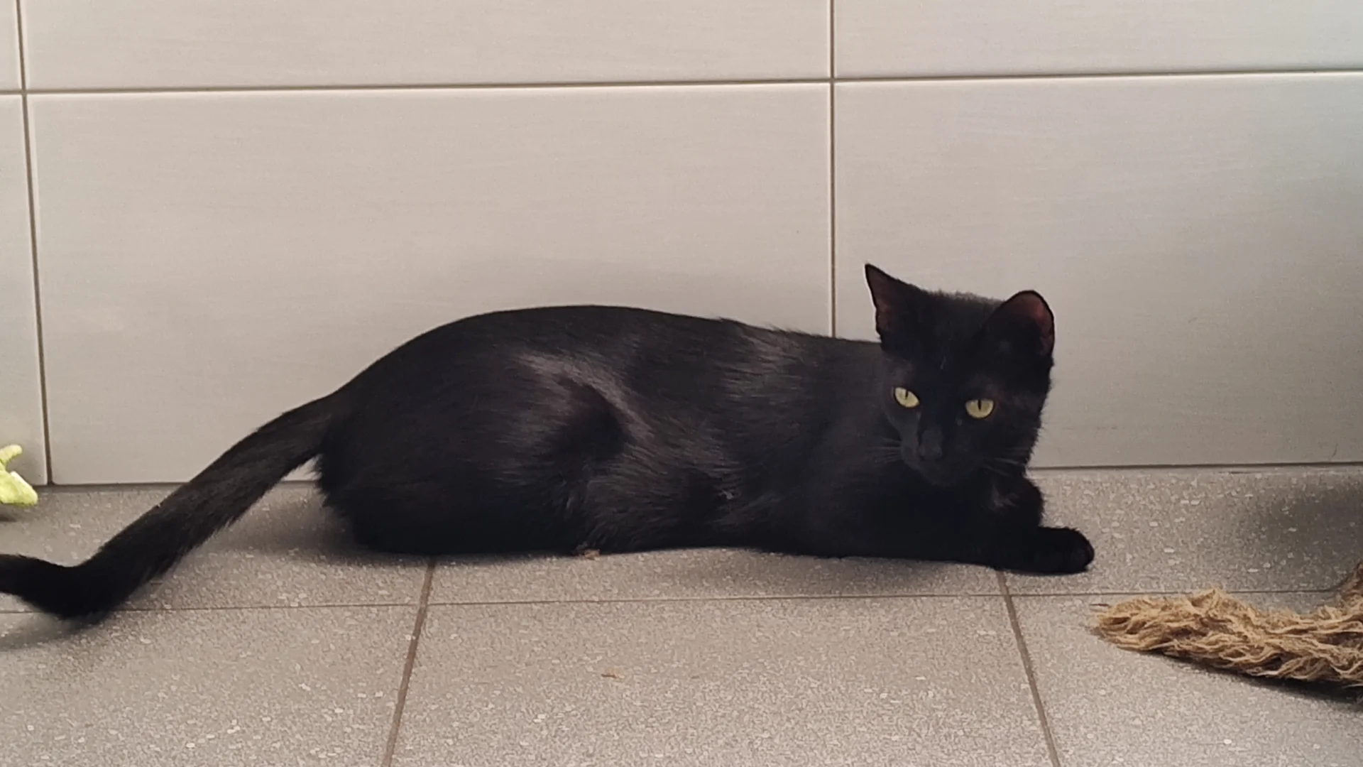 Katze