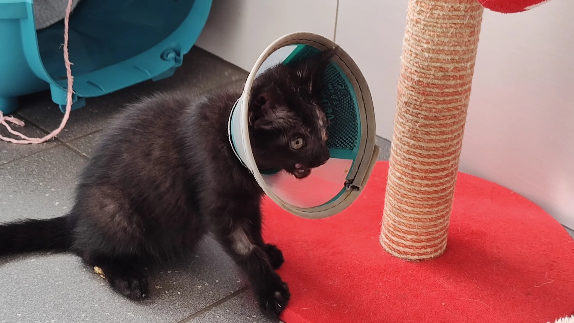 Kitten
