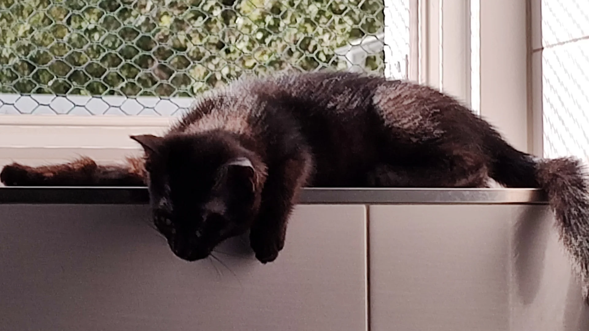 Kitten
