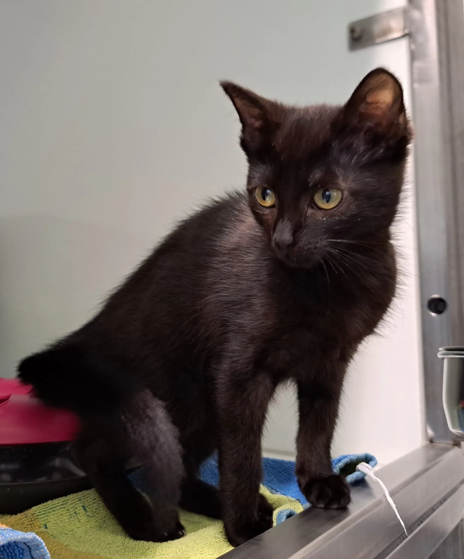 schwarze Katze