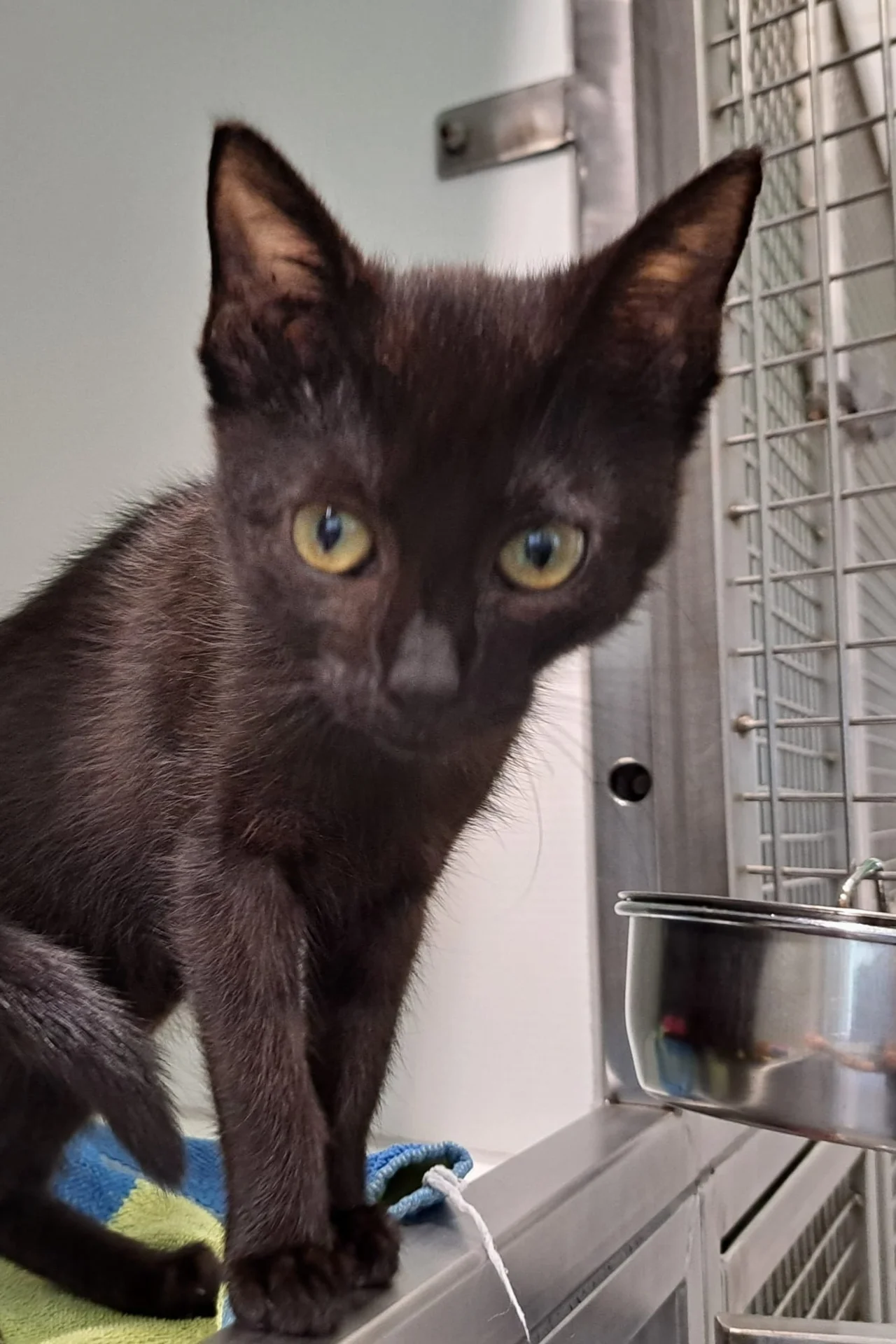 schwarze Katze