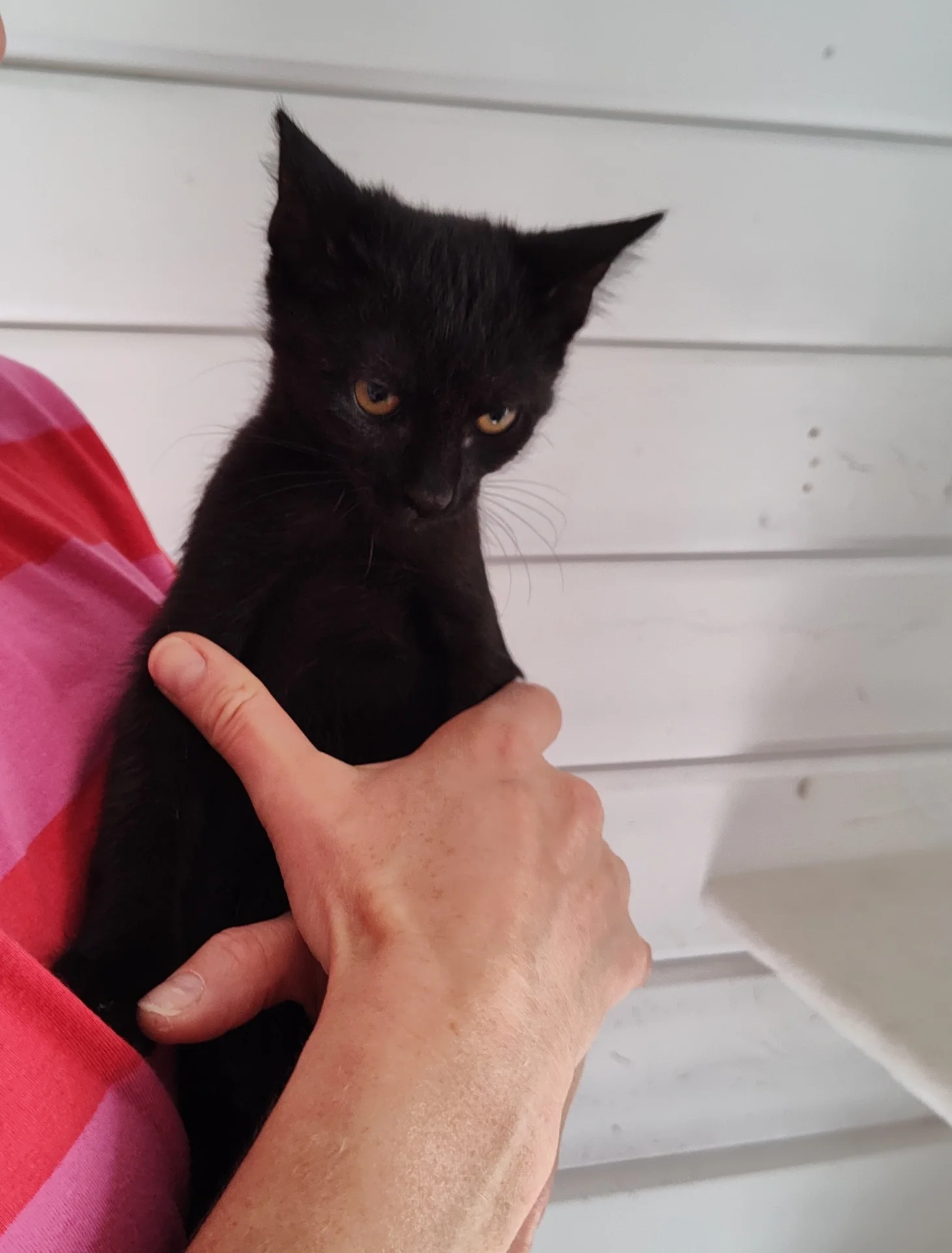 Kitten