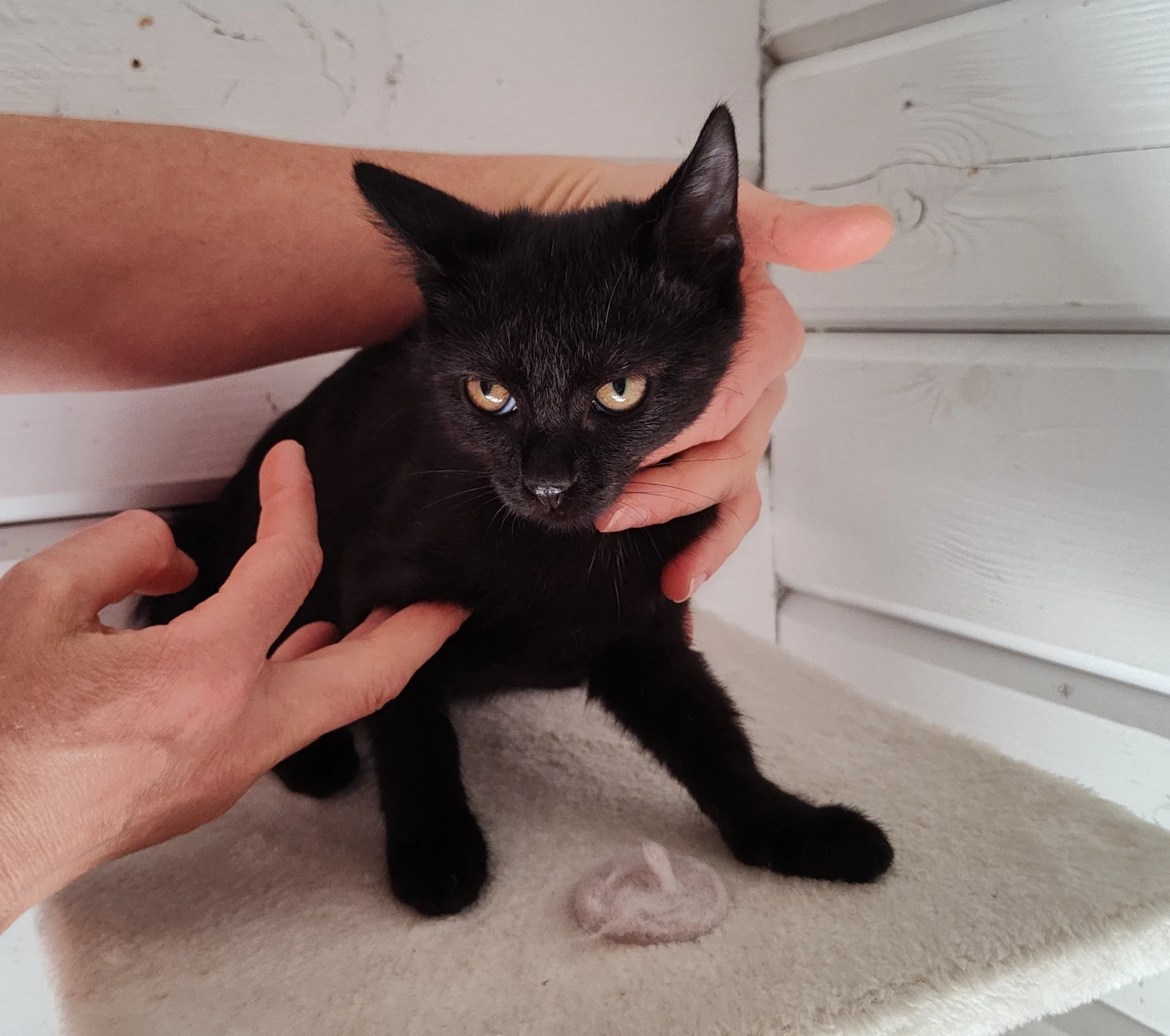 Kitten