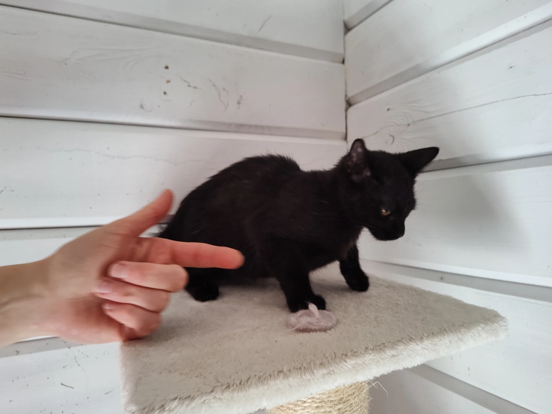 Kitten
