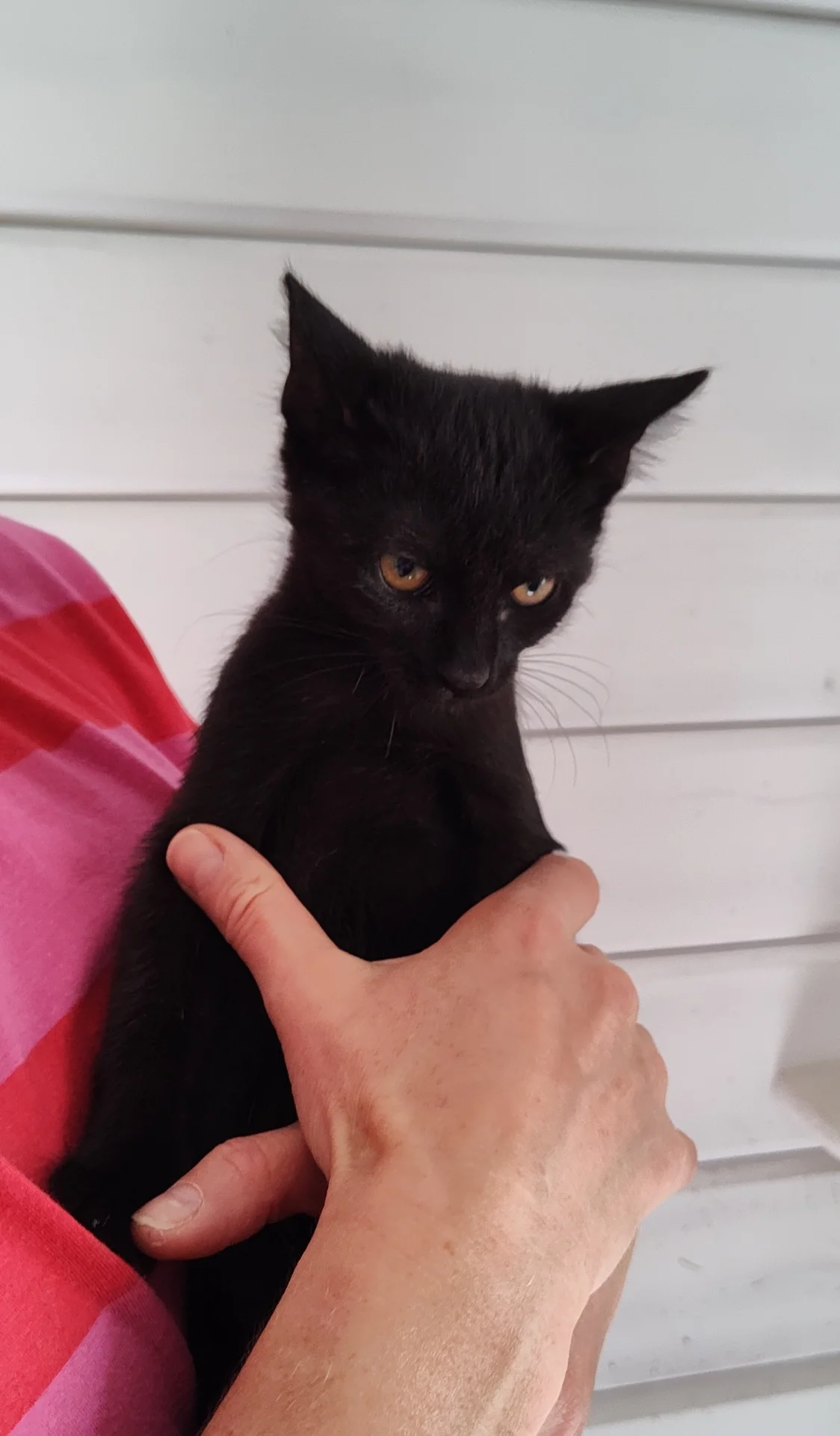Kitten