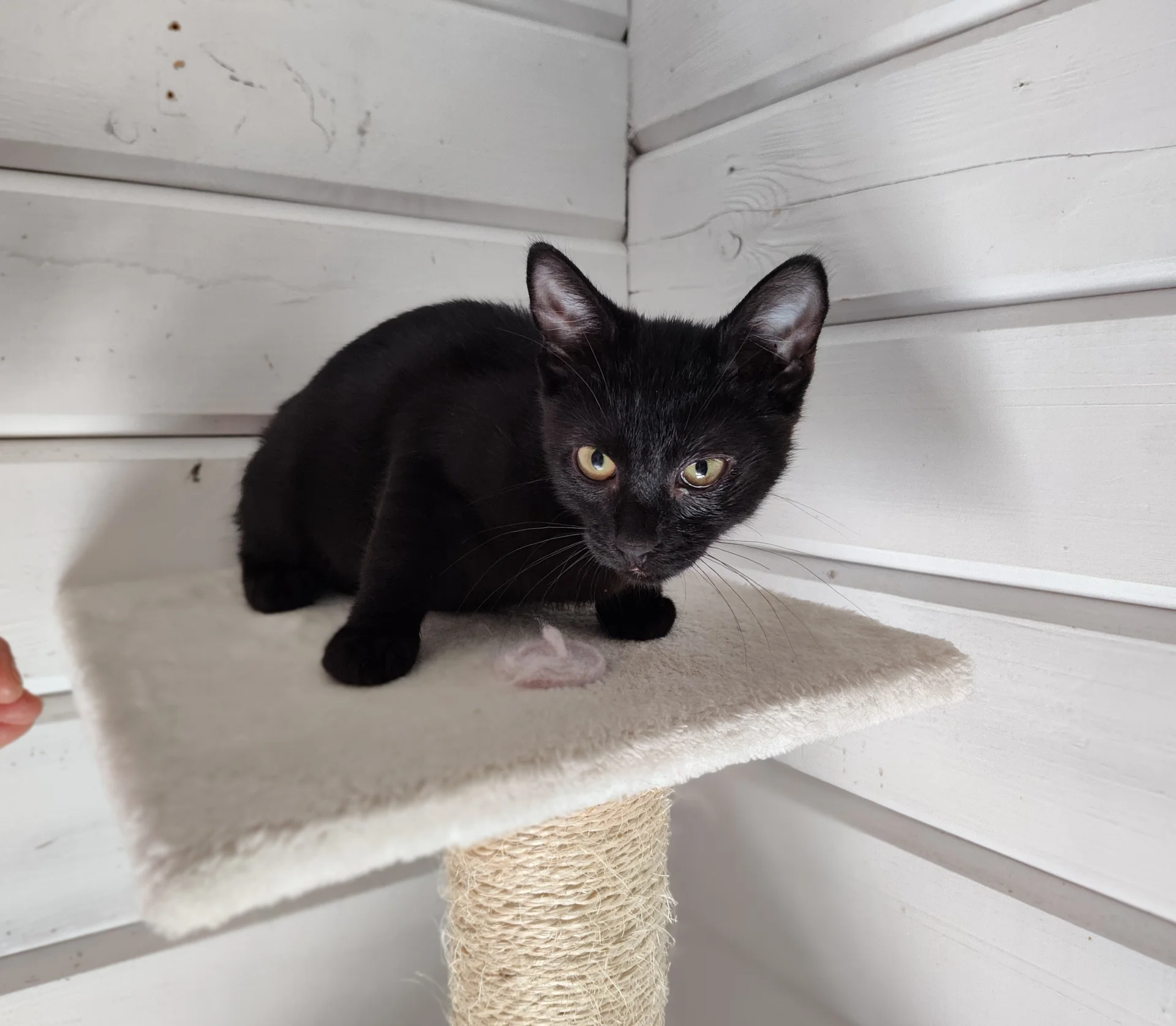 Kitten