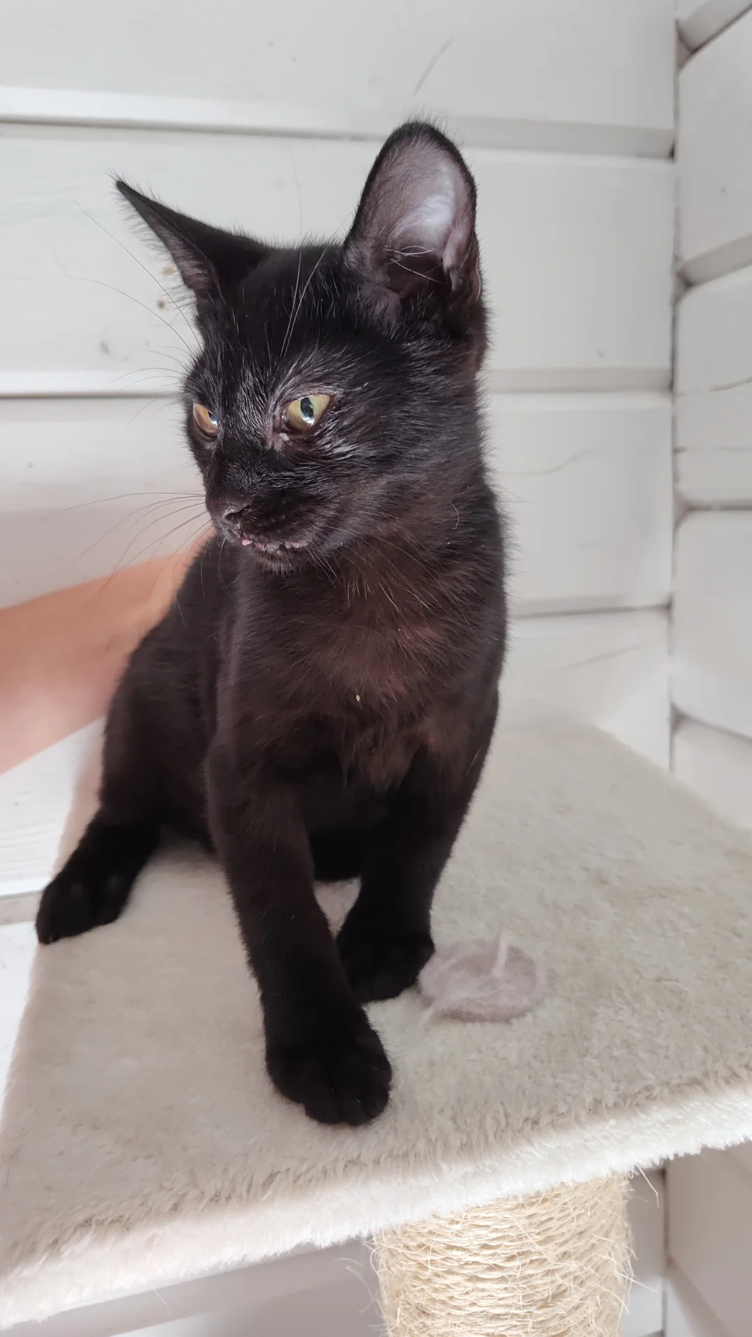 Kitten