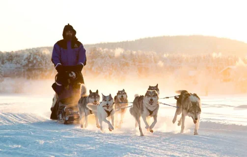 Winter Husky