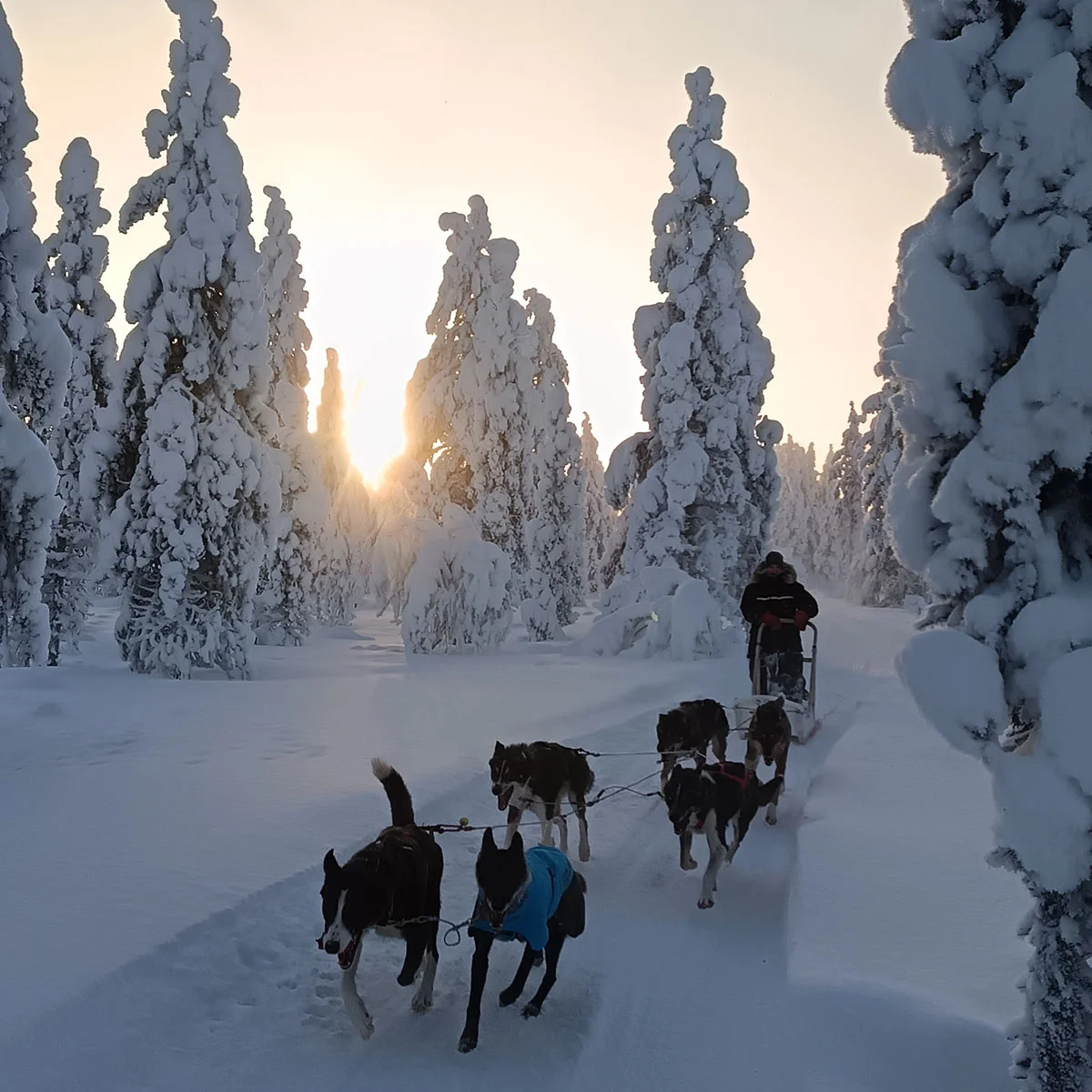 1000019589 Huskysafari
