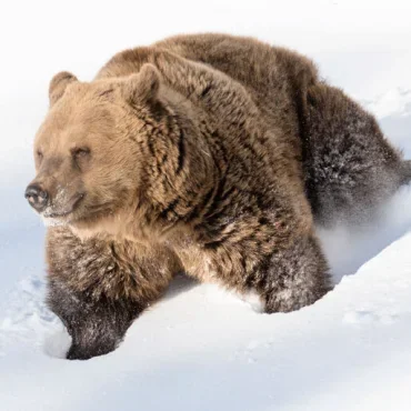 Ranua Bär im Schnee