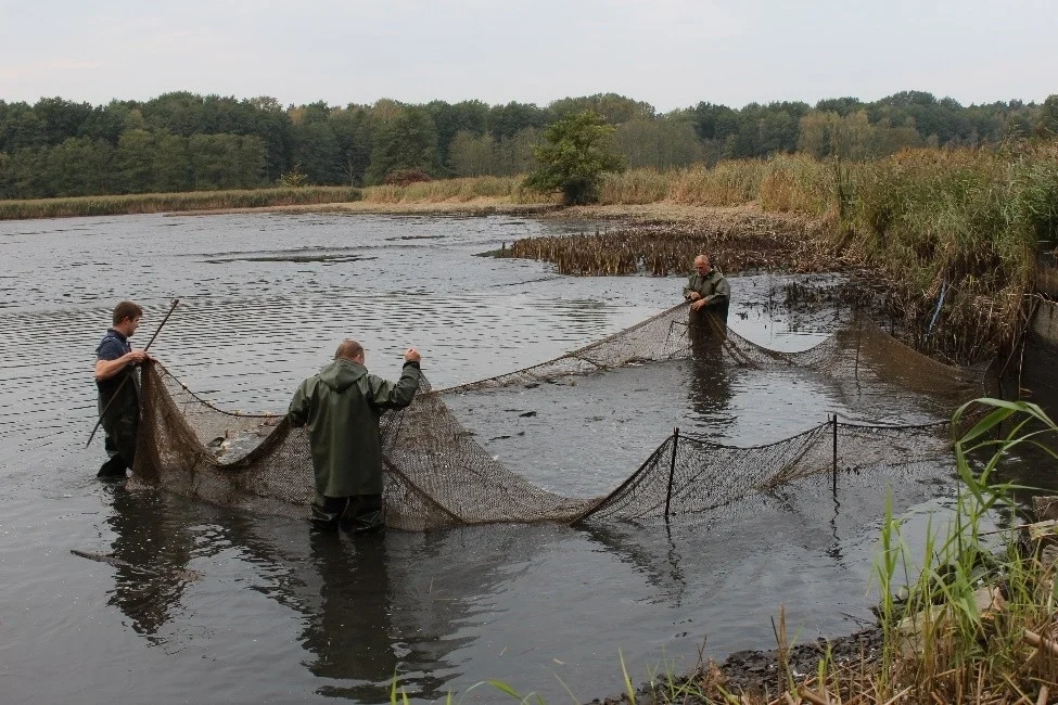 Abfischung von Speisekarpfen (Foto: © A. Müller-Belecke, IfB)