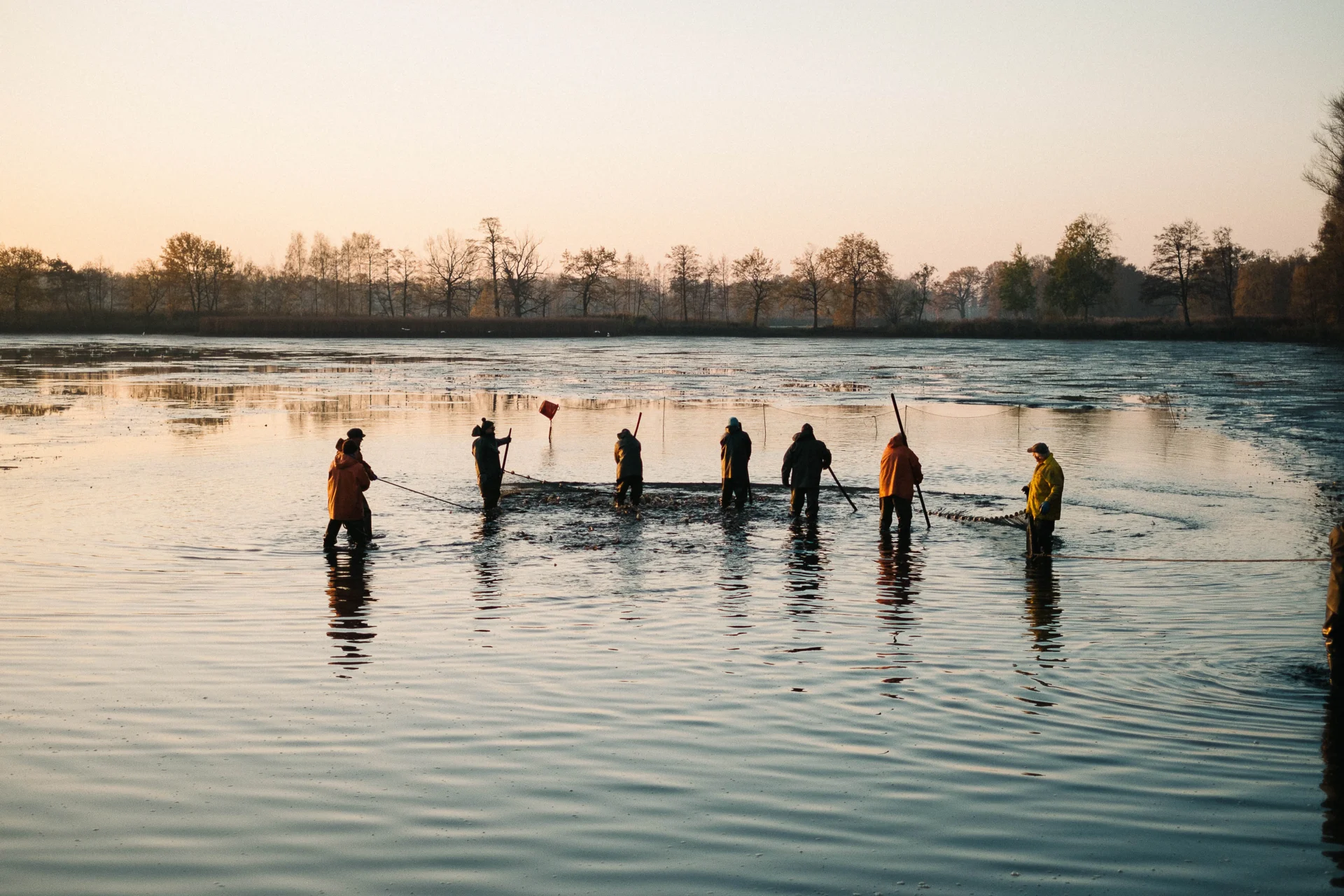 Herbstliche Abfischung eines Karpfenteiches in der Lausitz (Foto: © P. Czapla , IfB)
