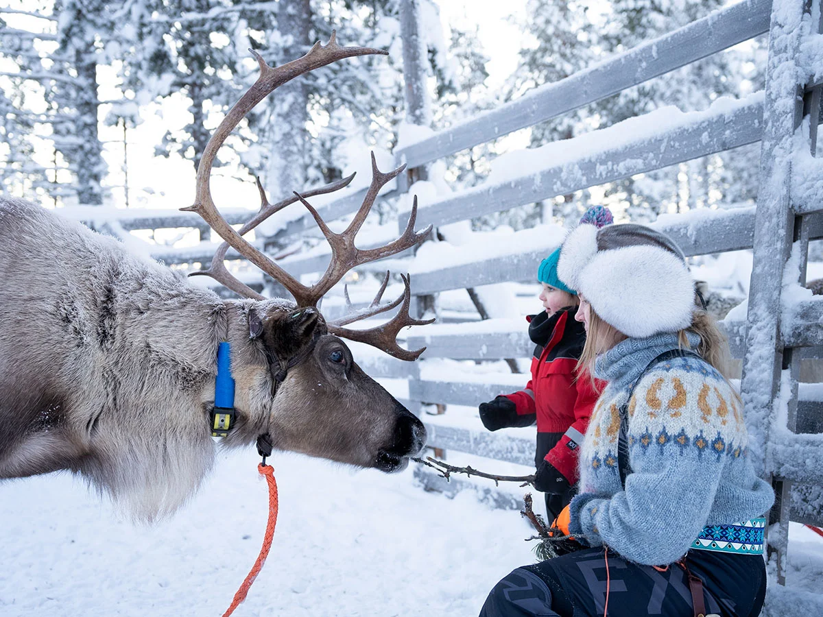 Reindeer_2 (1)