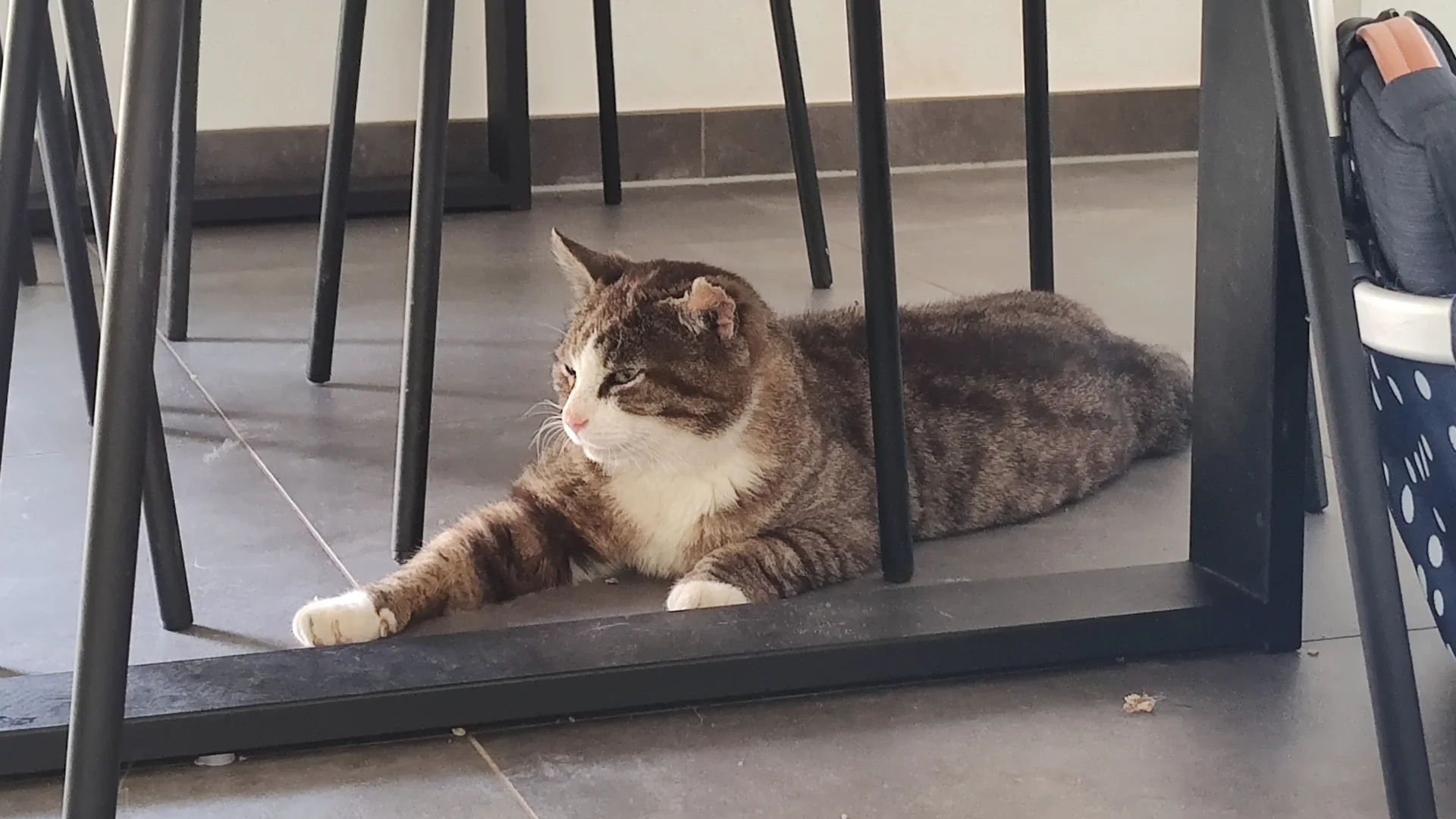 Kater