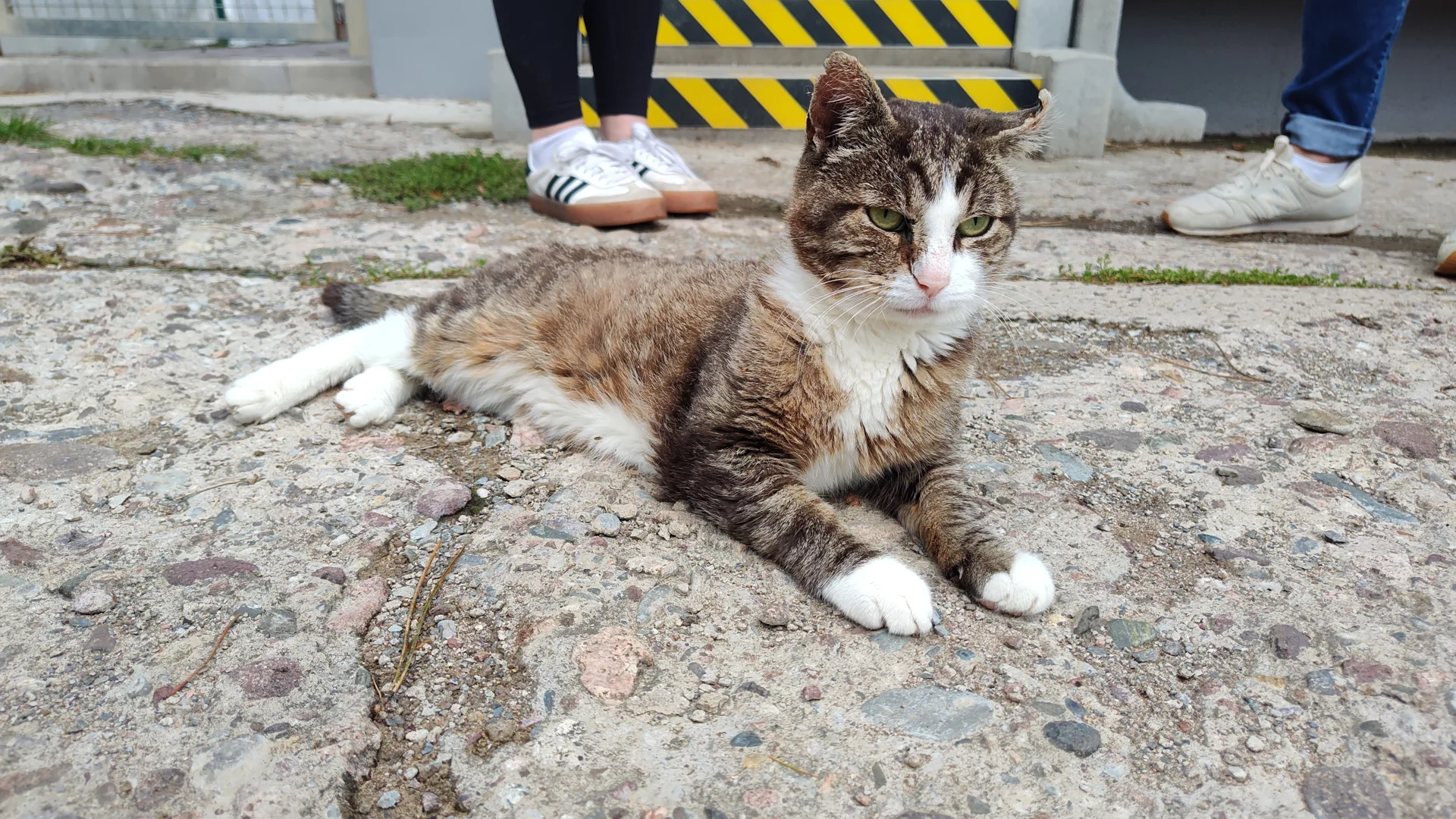 Kater