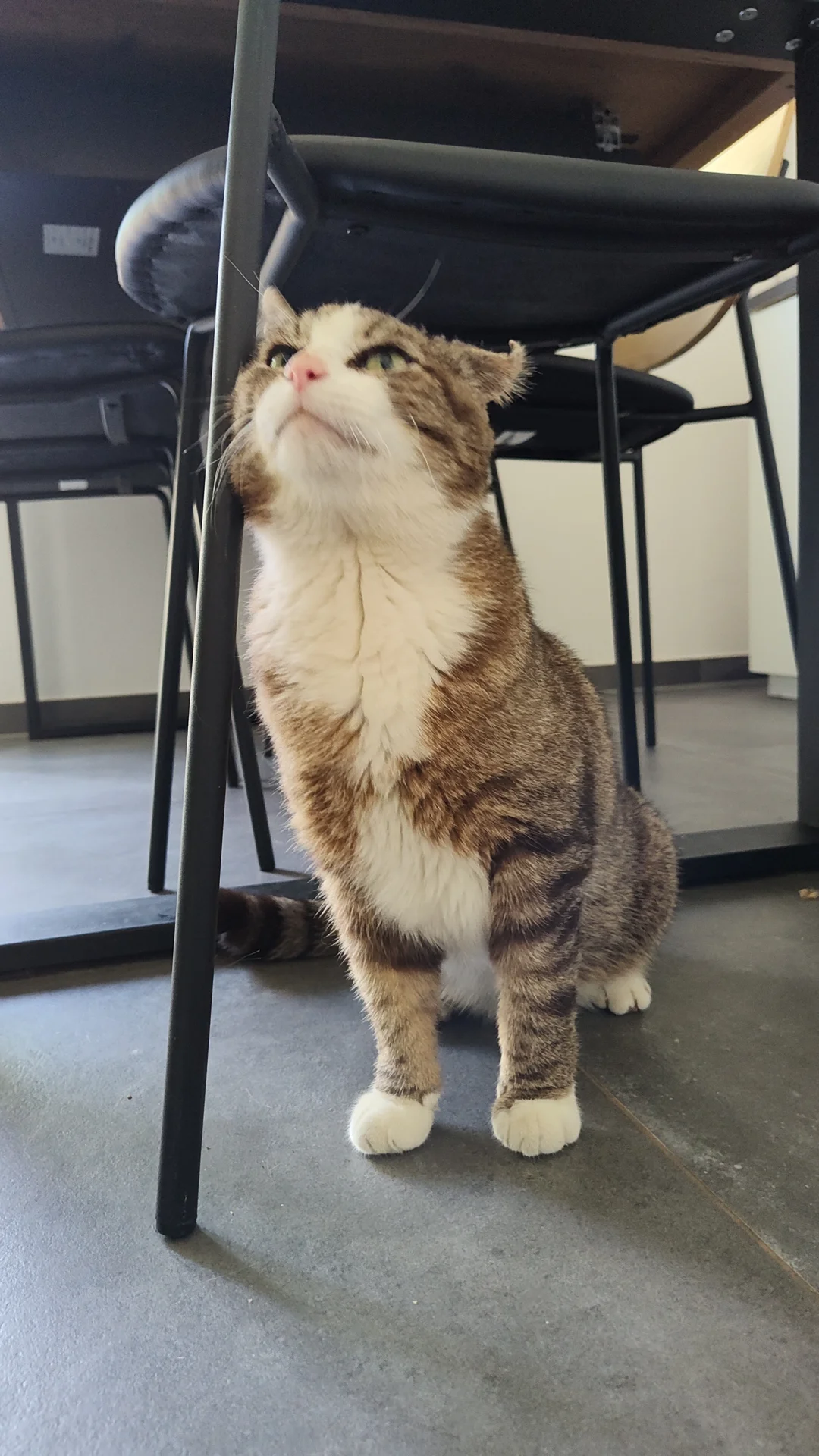 Kater