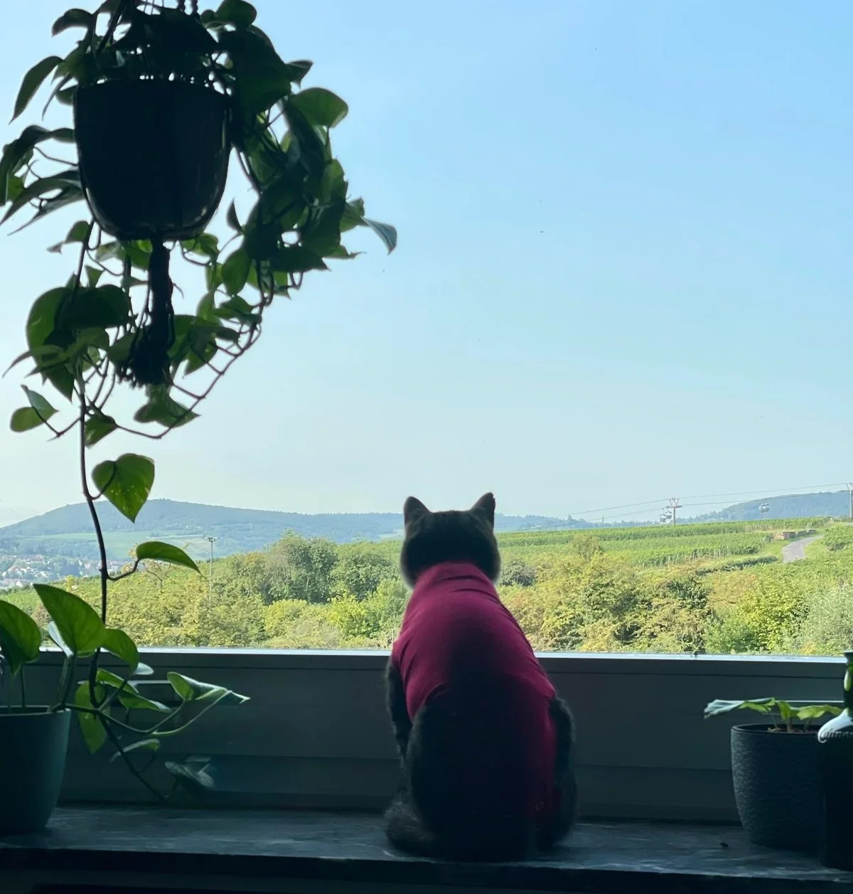 Katze an Fenster im Hintergrun d die Seilbahn