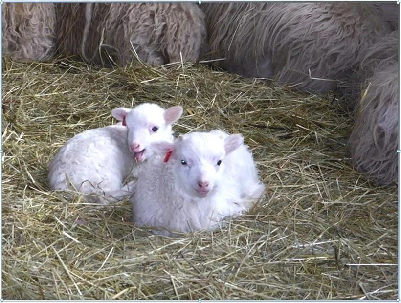 Lämmerpärchen in Mitten Skuddenmütter