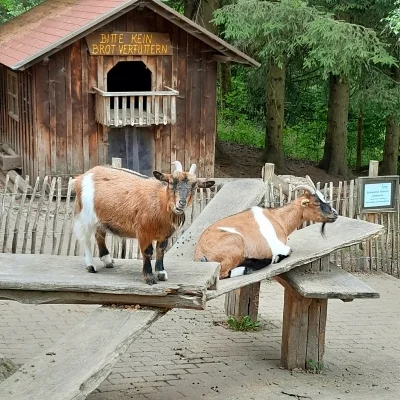 Zwei Ziegen