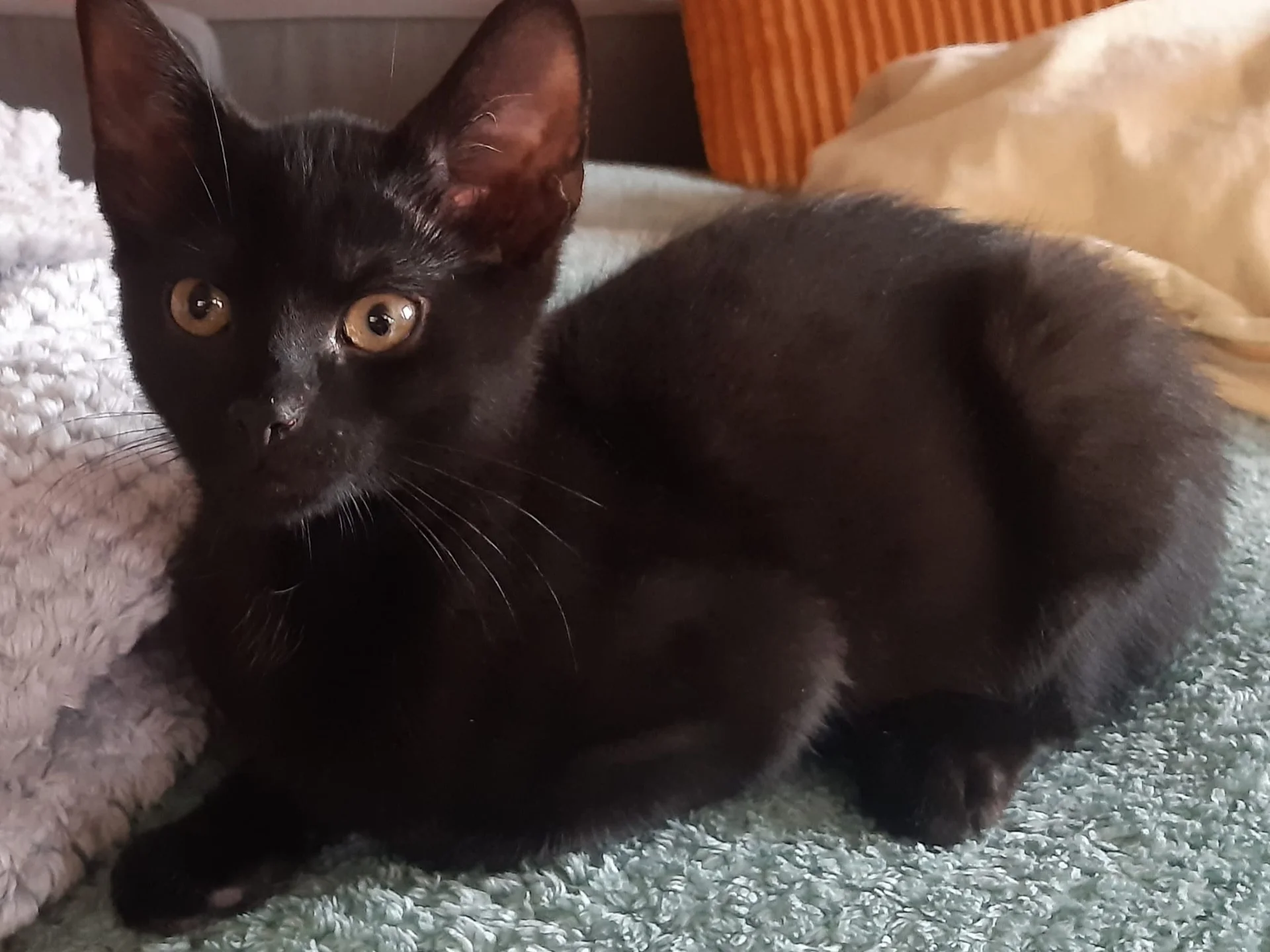 schwarzes Kitten