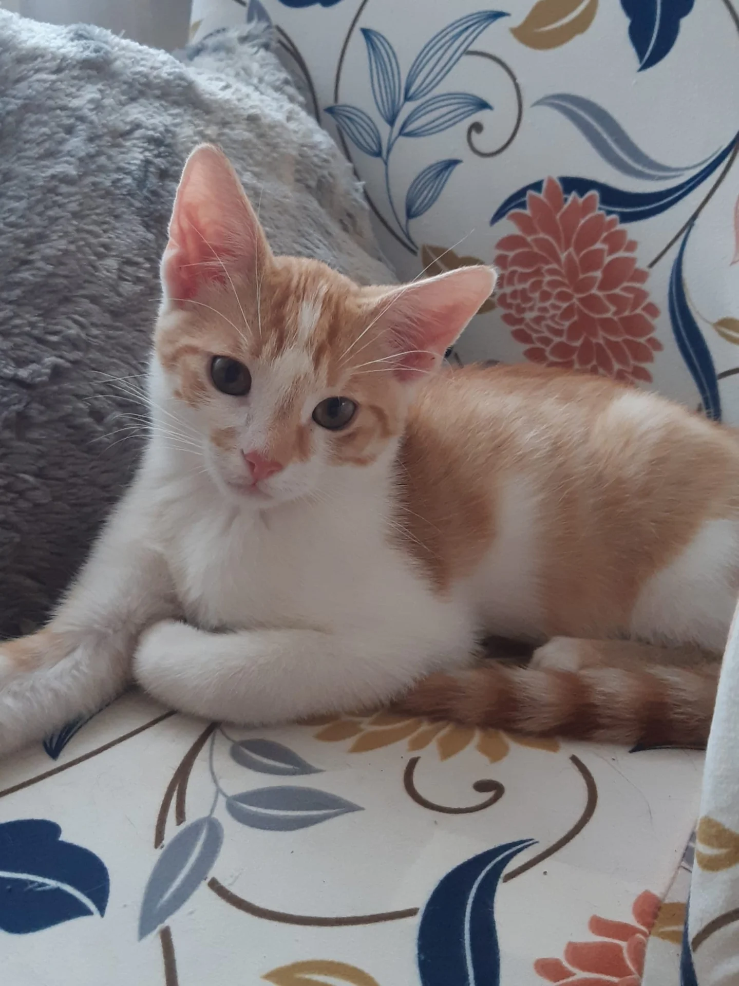 rot weißes Kitten