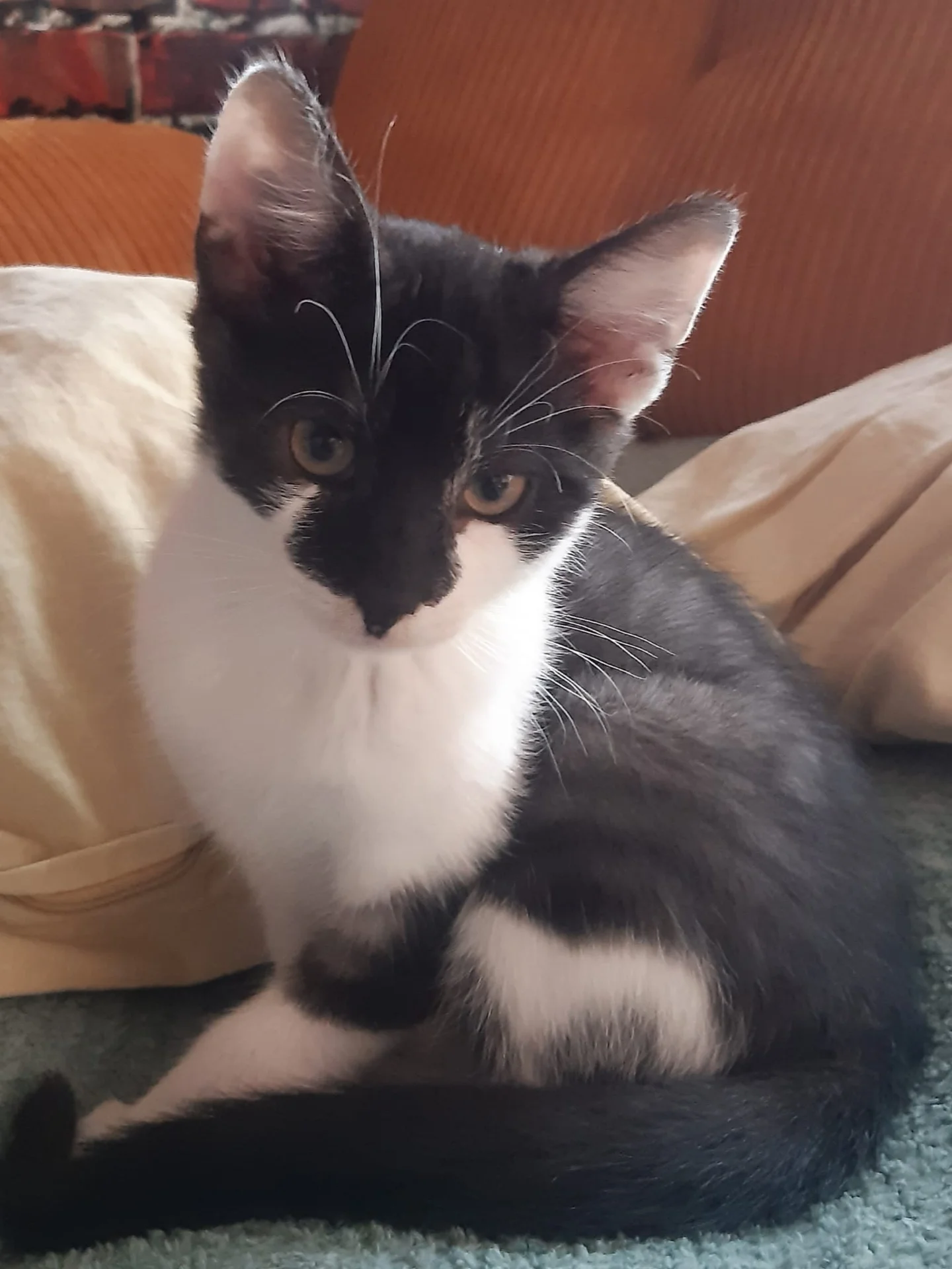 schwarz-weißes Kitten