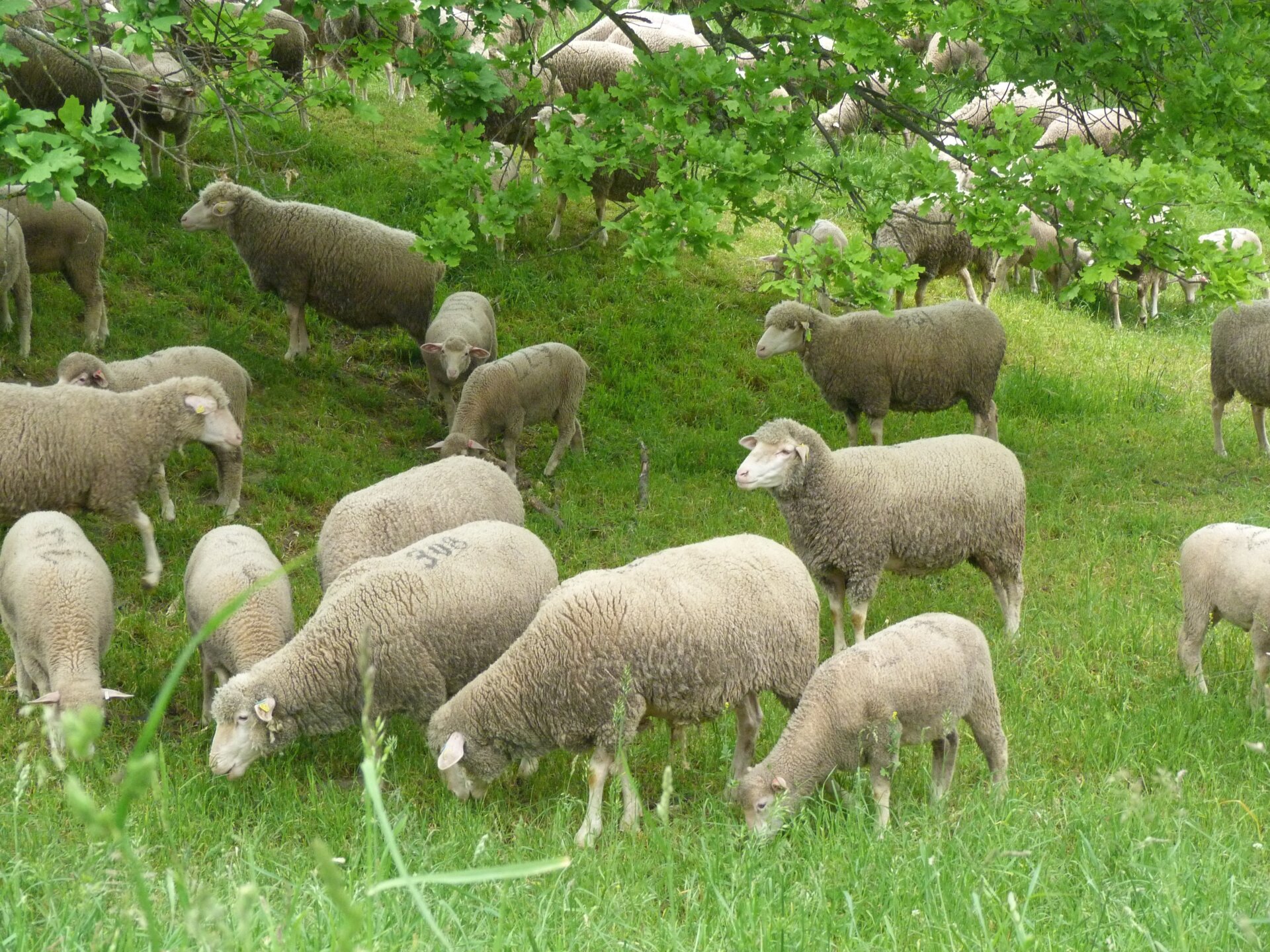 Schafe beim Grasen