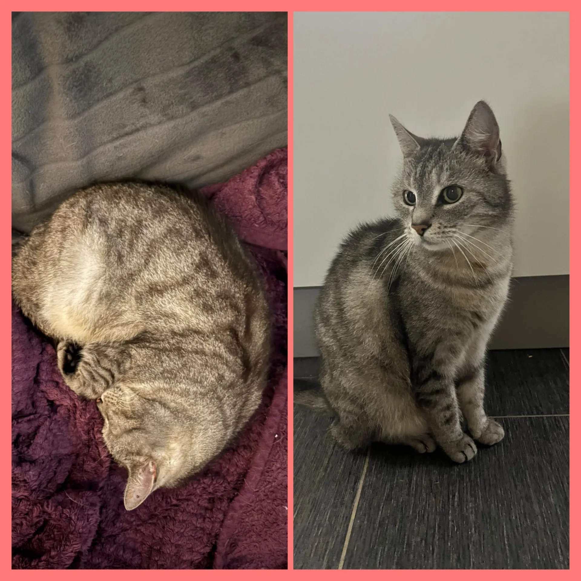 Collage Katze