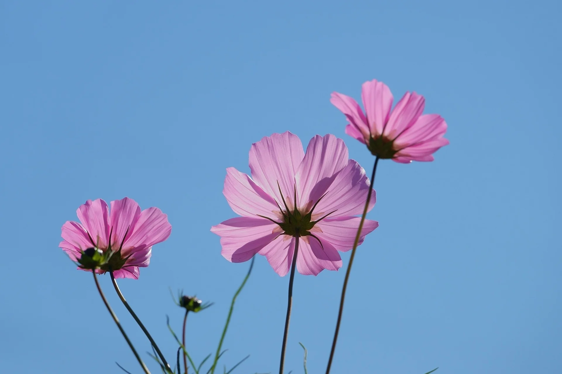 Blumen