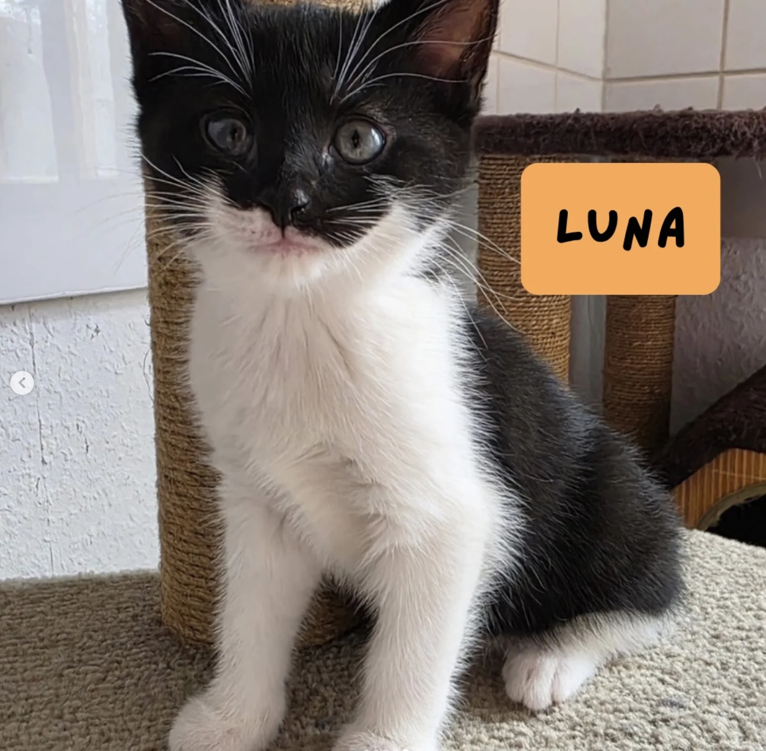 Luna