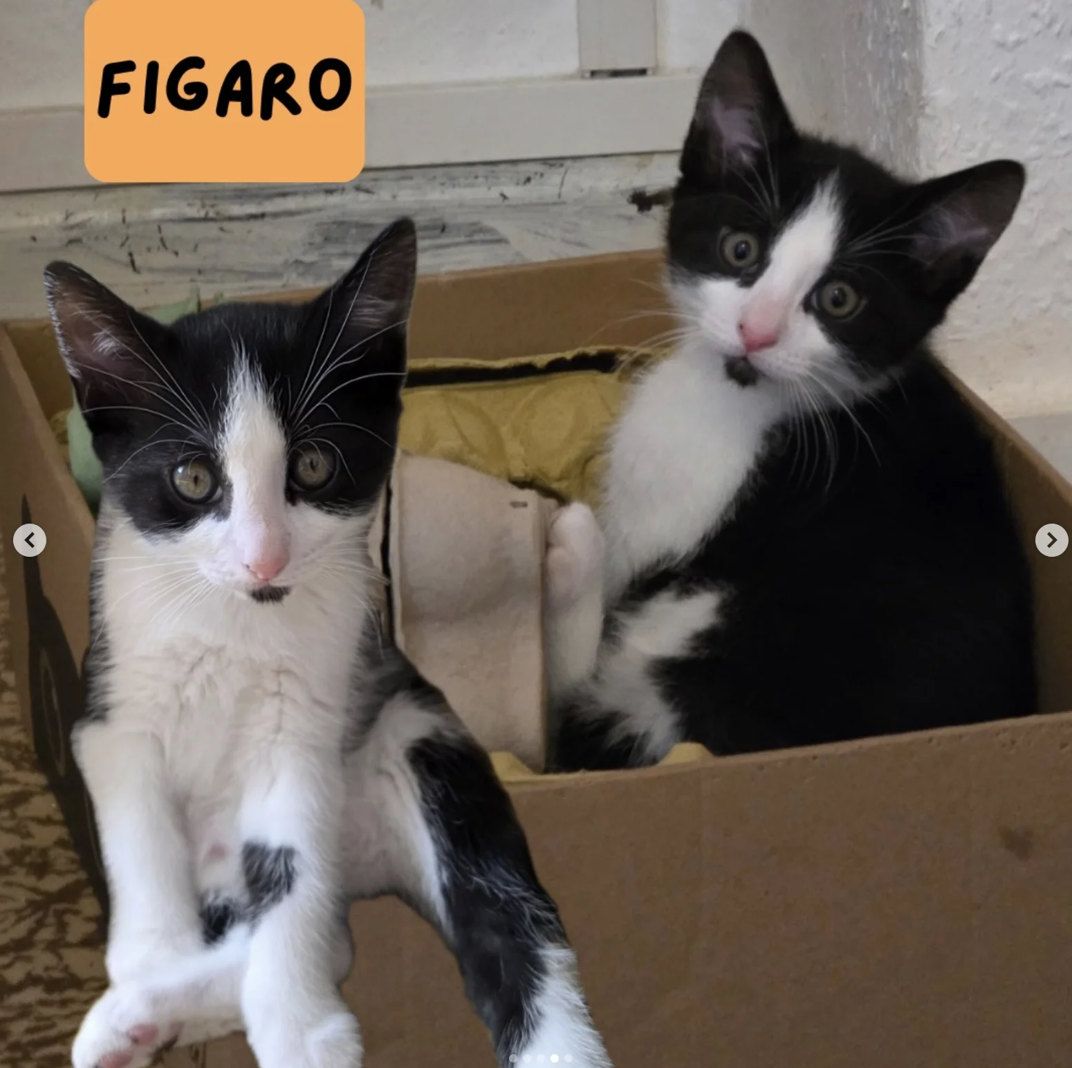 Figaro