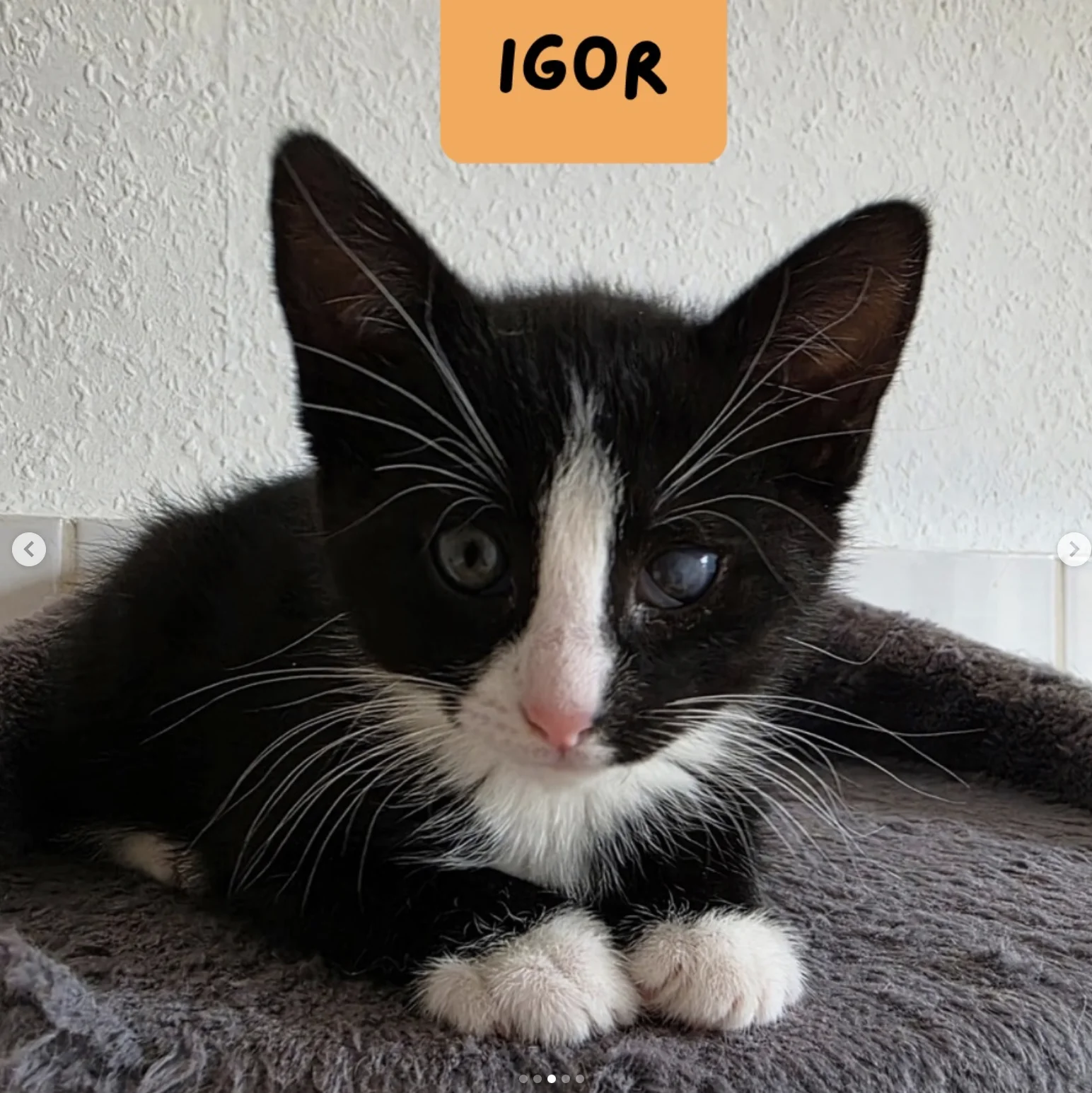 Igor